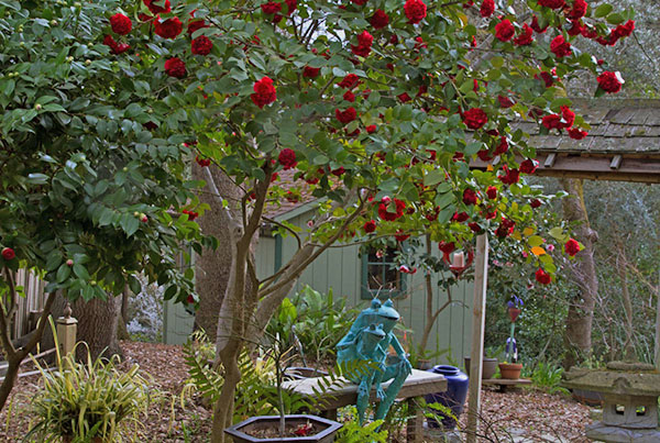 Camellia taman menanggung suhu yang jauh di bawah 15 darjah Celcius