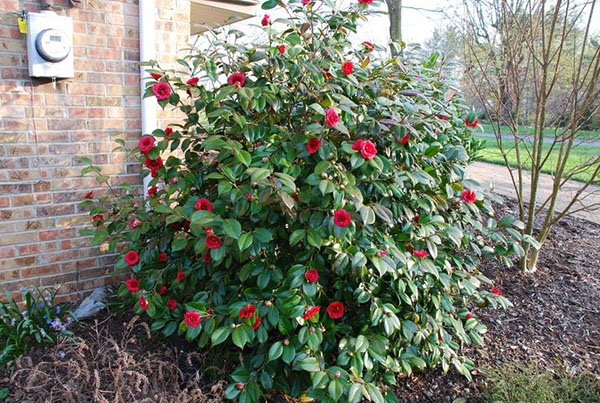 Jovem camellia bush