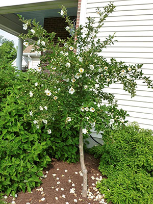 U vrtu su posađene samo vrste Camellia otporne na mraz