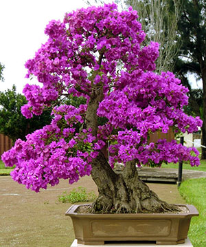 Bougainvillea a născut bonsai