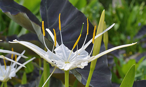 Hymenocallis gėlė