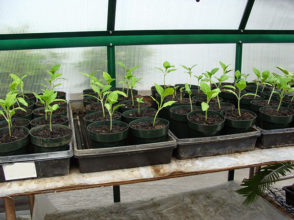 sadenice v skleníku