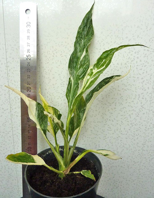 Dompet Spathiphyllum