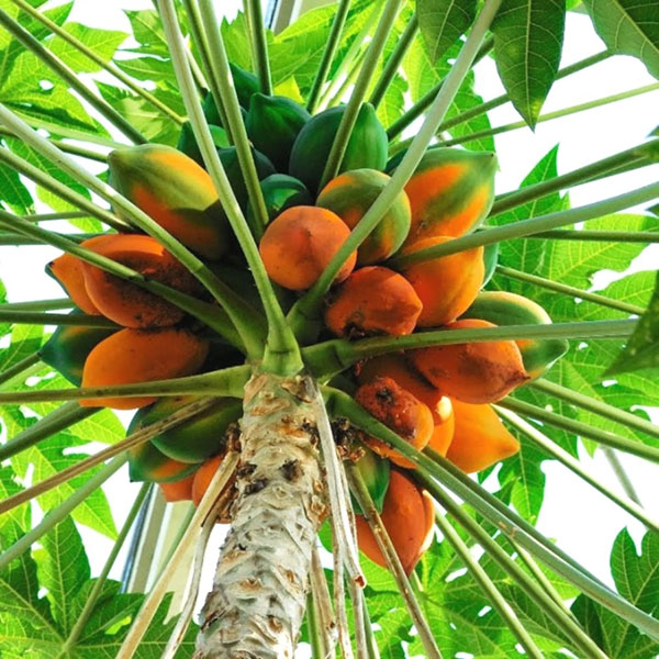 melón strom papaya