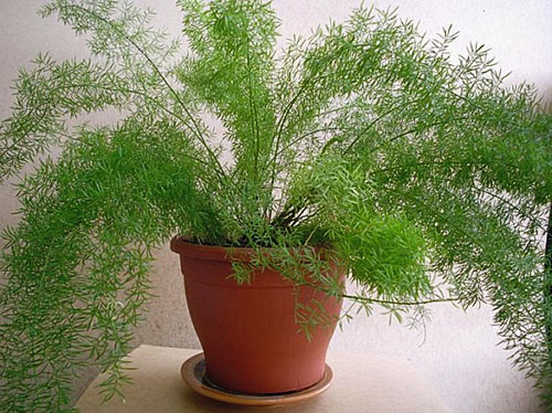 Bitki ofis ve konut alanlarında yeşillendirme kullanılır