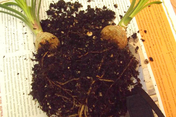 När ruttna rötter är det nödvändigt att transplantera växten och avlägsna de sjuka rotlödena.