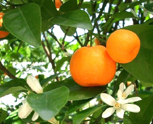 Mandarin på vindrutan