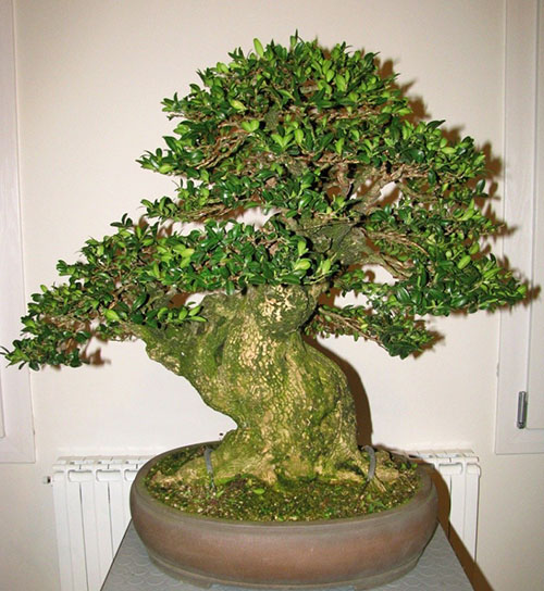 Şimşir bonsai