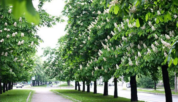 开花七叶树在公园里