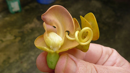 Nezvyčajné kvety fazuľa vigna caracal