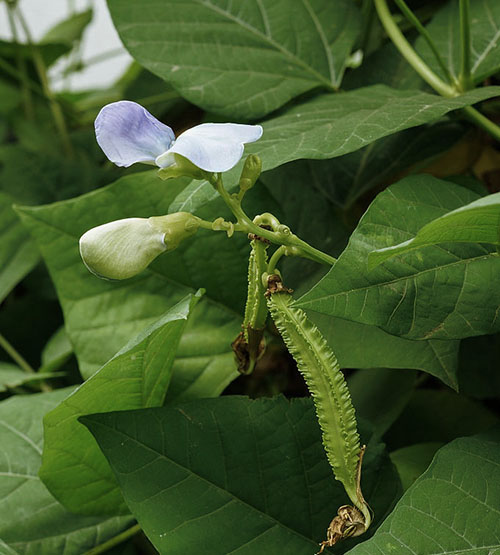 Kacang bersayap (Psophocarpus tetragonolobus