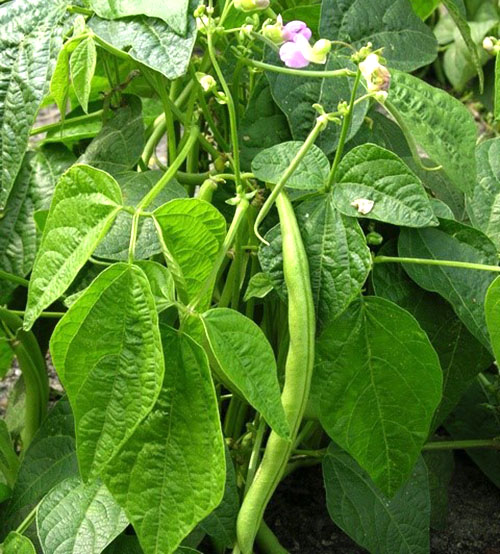 Vanliga bönor (Phaseolus vulgaris)