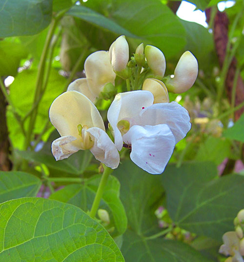 Biele kvety dekoratívne fazuľa