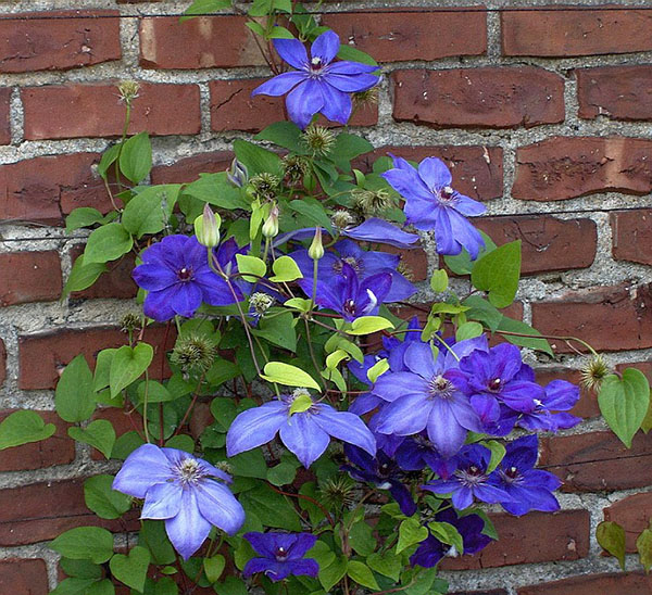blomstre ung clematis