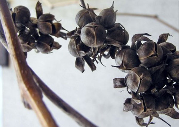 cápsulas de semente de púrpura Ipomoea