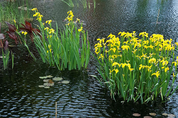iriser av marsh blomster