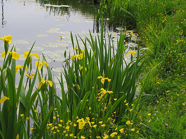 iris su üzerinde bataklık