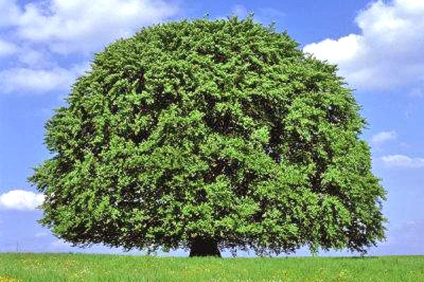 pokok beech