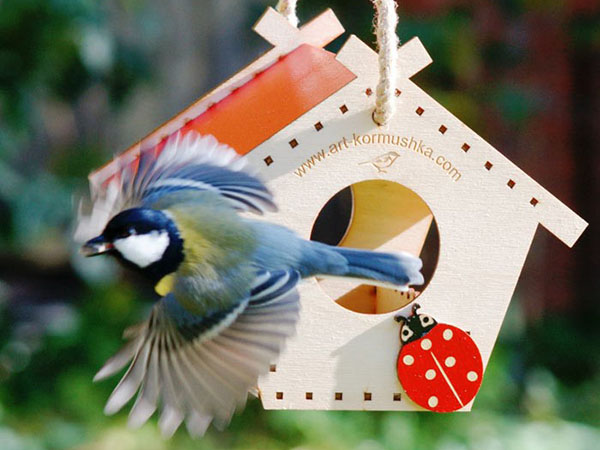 美丽的鸟喂食器在花园里的鸟类