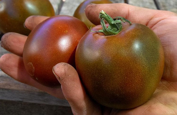 Tomaten zwarte prins