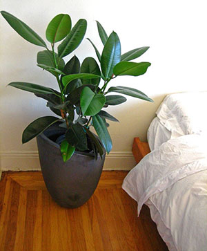 Ficus în dormitor