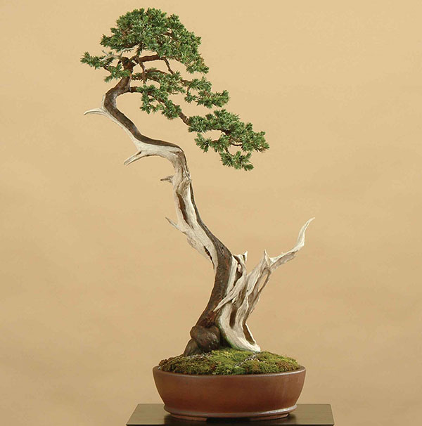 bonsai van jeneverbes