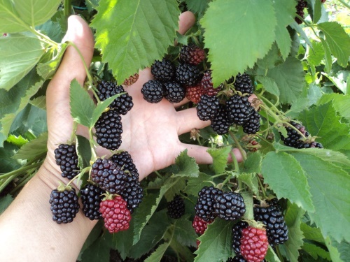 黑莓浆果