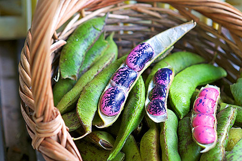 Bean pods brukes i folkemedisin
