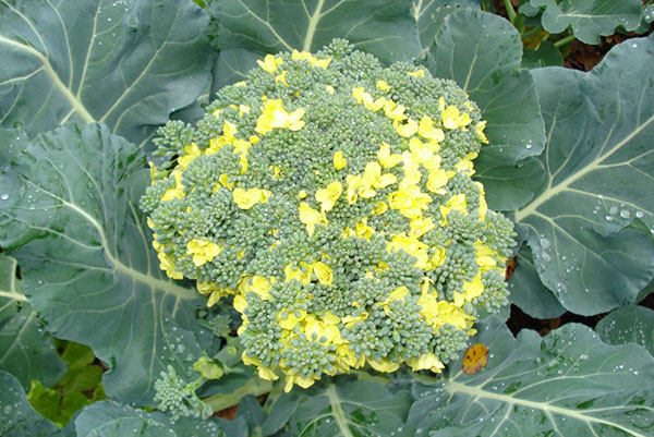 blomningar av broccoli