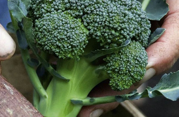 tätt huvud av broccoli
