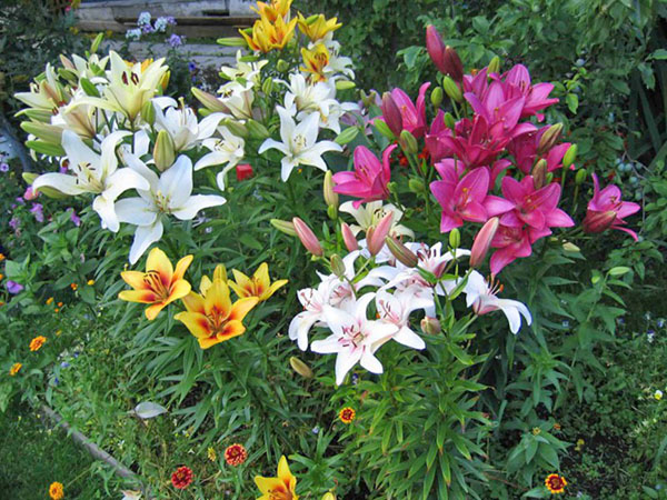 不同品种的百合花在花坛上