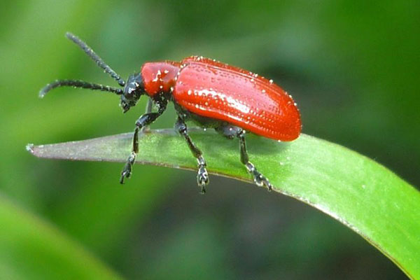 Lilac beetle