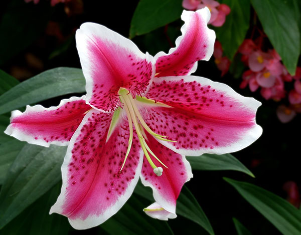 bunga lily berbentuk corong