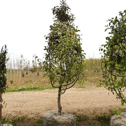幼苗苹果树品种斯巴达克斯