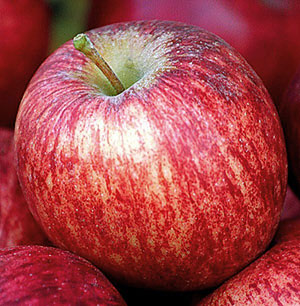 贝勒 - 中国品种的苹果