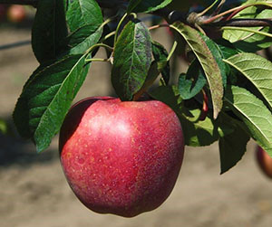 半矮小的砧木上的苹果树格洛斯特