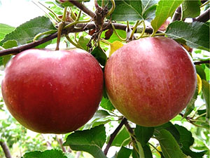 苹果树Kovalenkovskoe