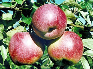 Elma ağacı elma