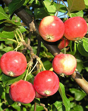 Apple Tree Ranet