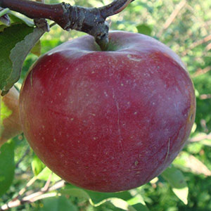 Frukt av äppelträd Spartacus
