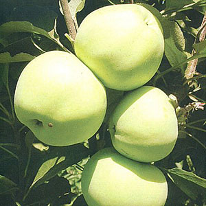 Äppelträd Kolonformad Medoc