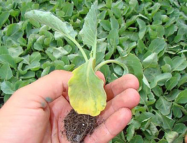 fusarium menyebarkan benih kubis