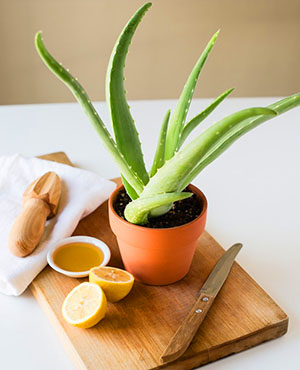 Aloe diambil dengan madu, lemon