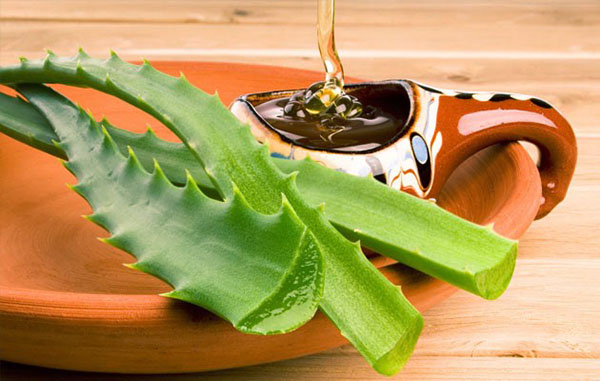 Aloe'nin iyileştirici özellikleri birçok hastalığın tedavisinde kullanılır.