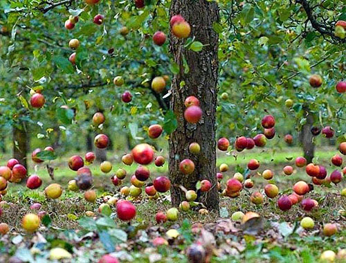 Val appels uit de goed verzorgde bomen