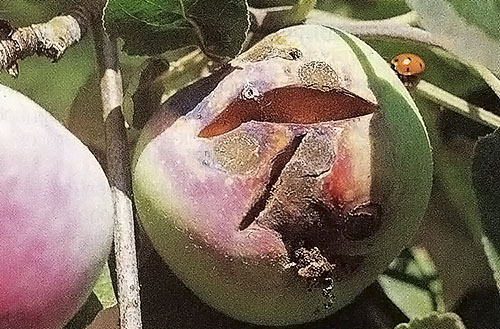 Јабуке су погођене гомилом воћа