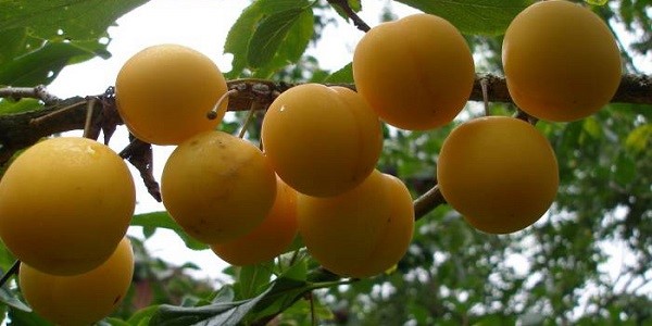 vruchten van hybride pruimen
