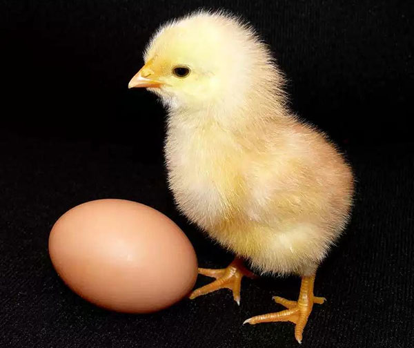 鸡肉和鸡蛋