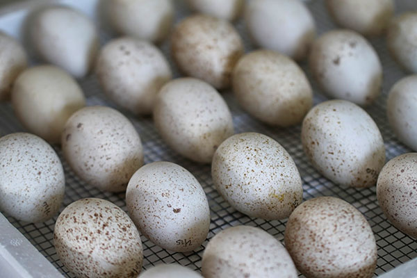 Polaganje jaja puretina u inkubatoru