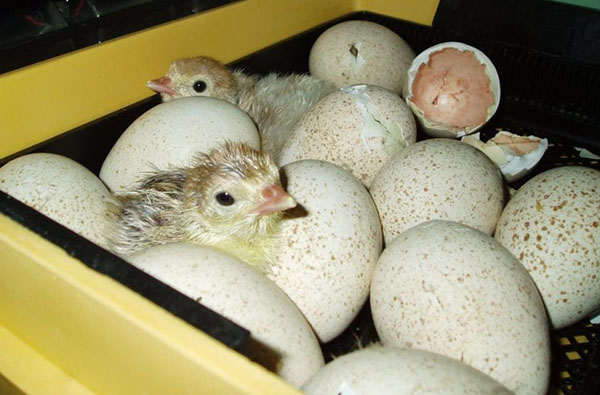 Utseendet hos de första kycklingarna i inkubatorn